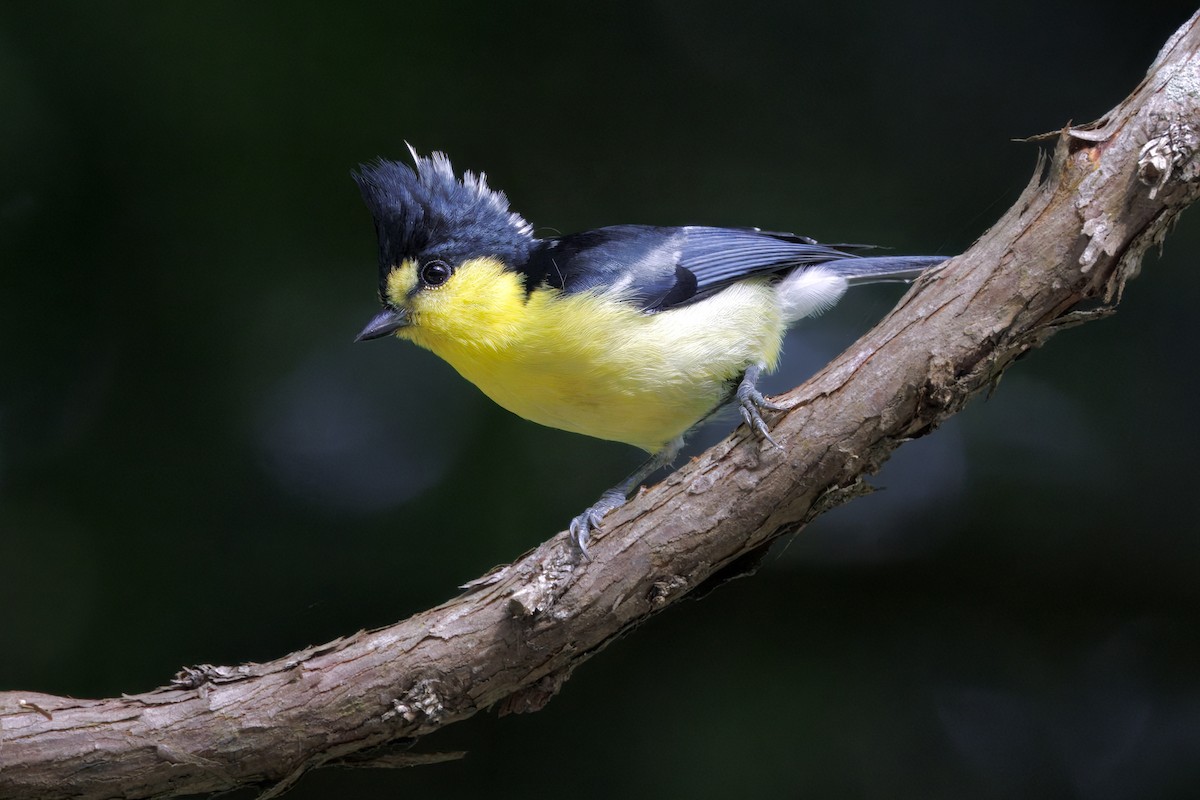 Taiwan Yellow Tit - ML637538528