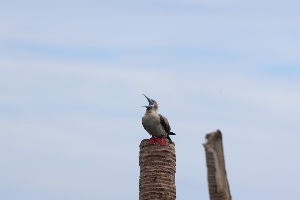 Red-footed Booby - ML637538532