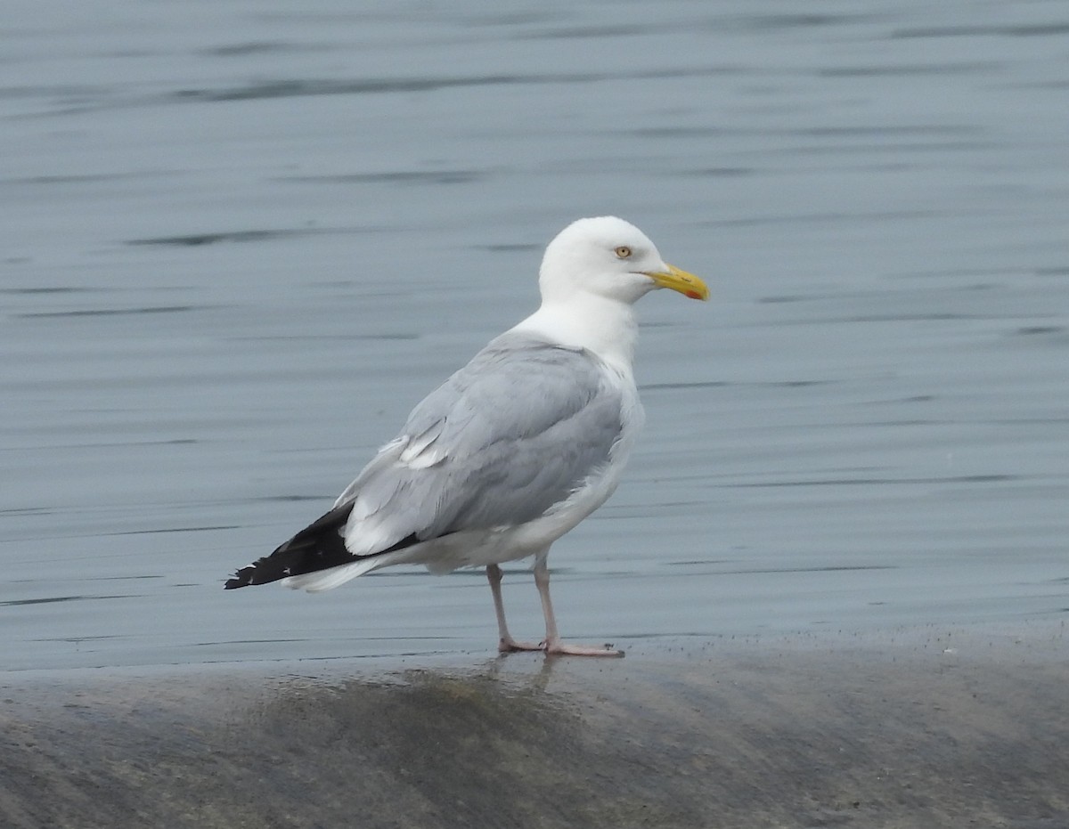 American Herring Gull - ML637538543