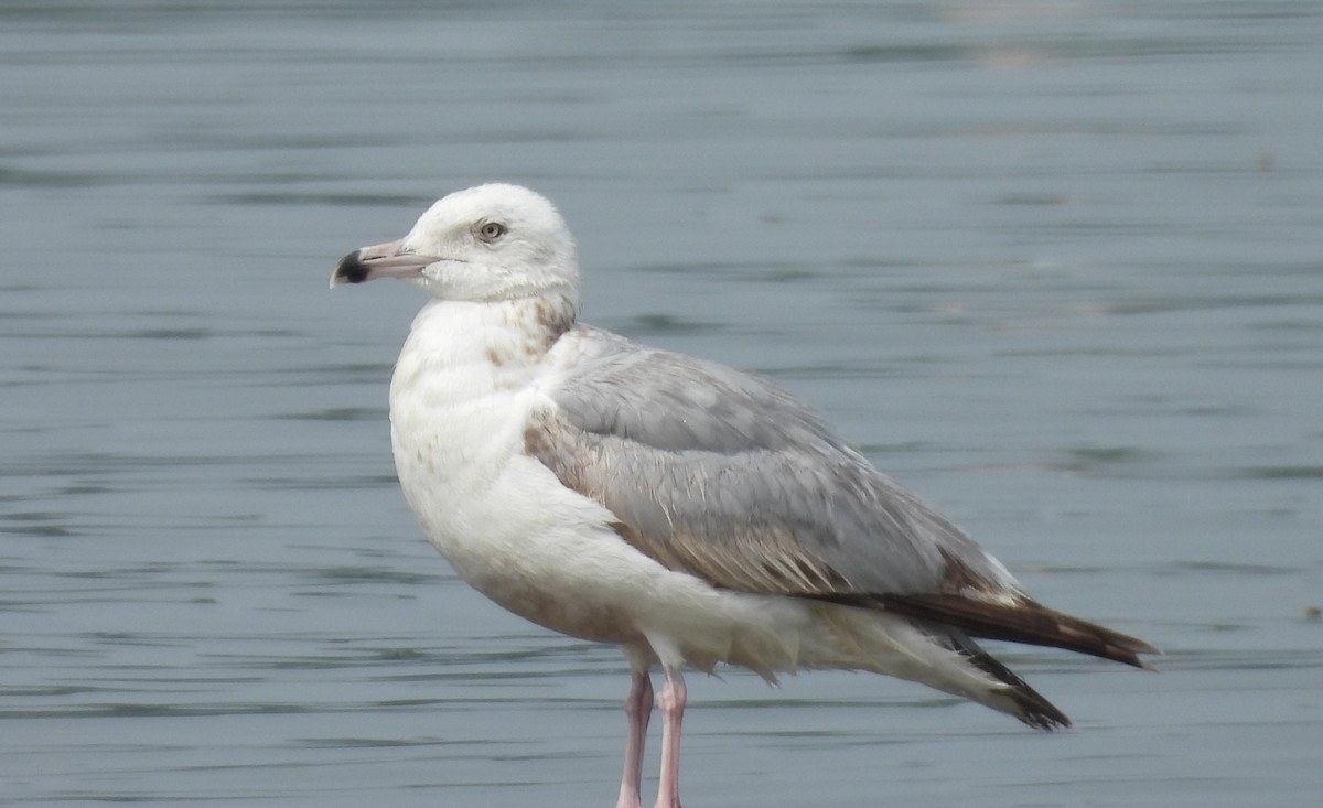 American Herring Gull - ML637538544