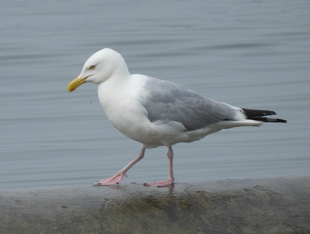 American Herring Gull - ML637538545