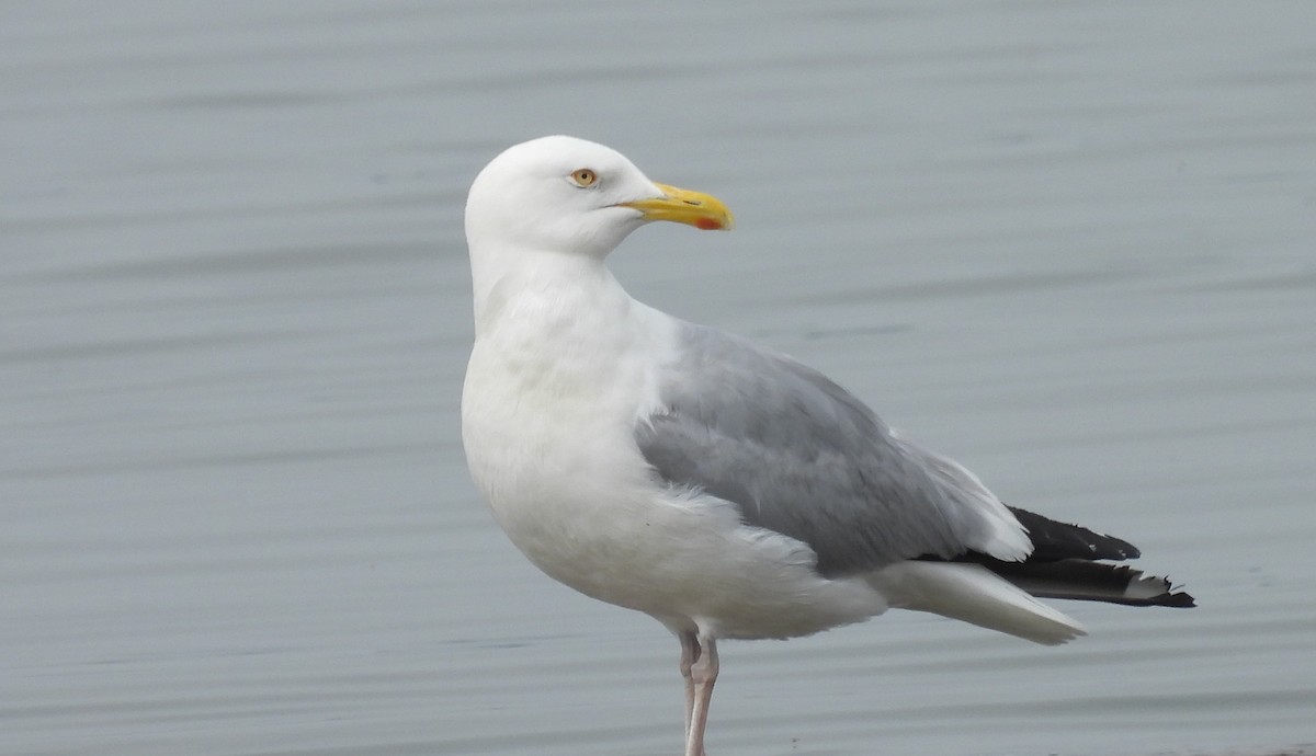 American Herring Gull - ML637538546