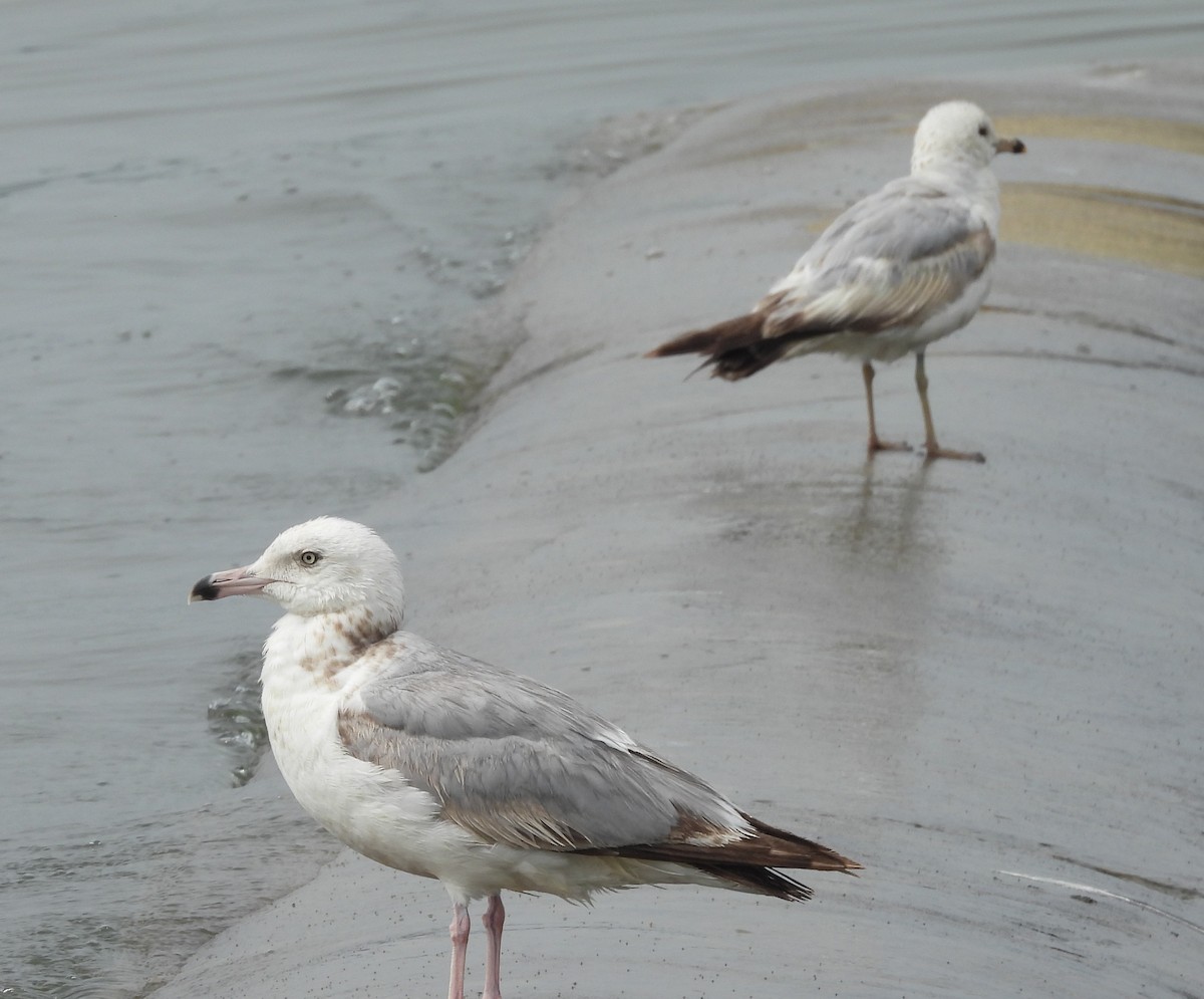 American Herring Gull - ML637538547