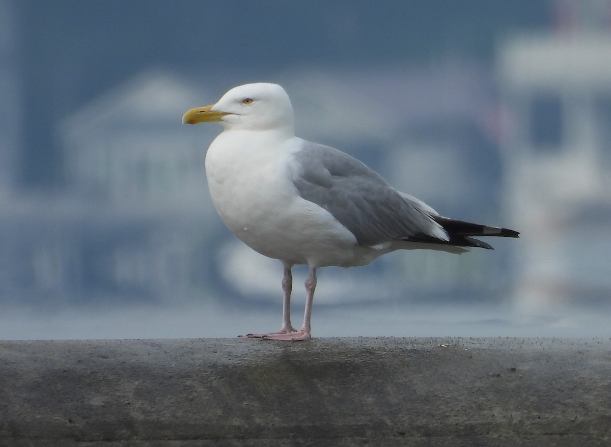 American Herring Gull - ML637538548