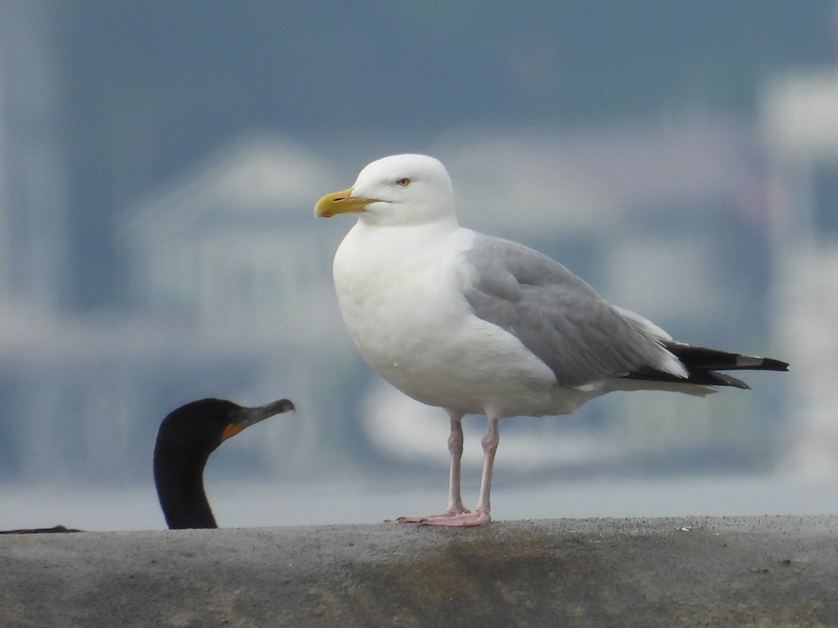 American Herring Gull - ML637538549