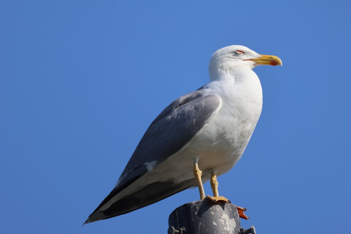 Yellow-legged Gull - ML637538551