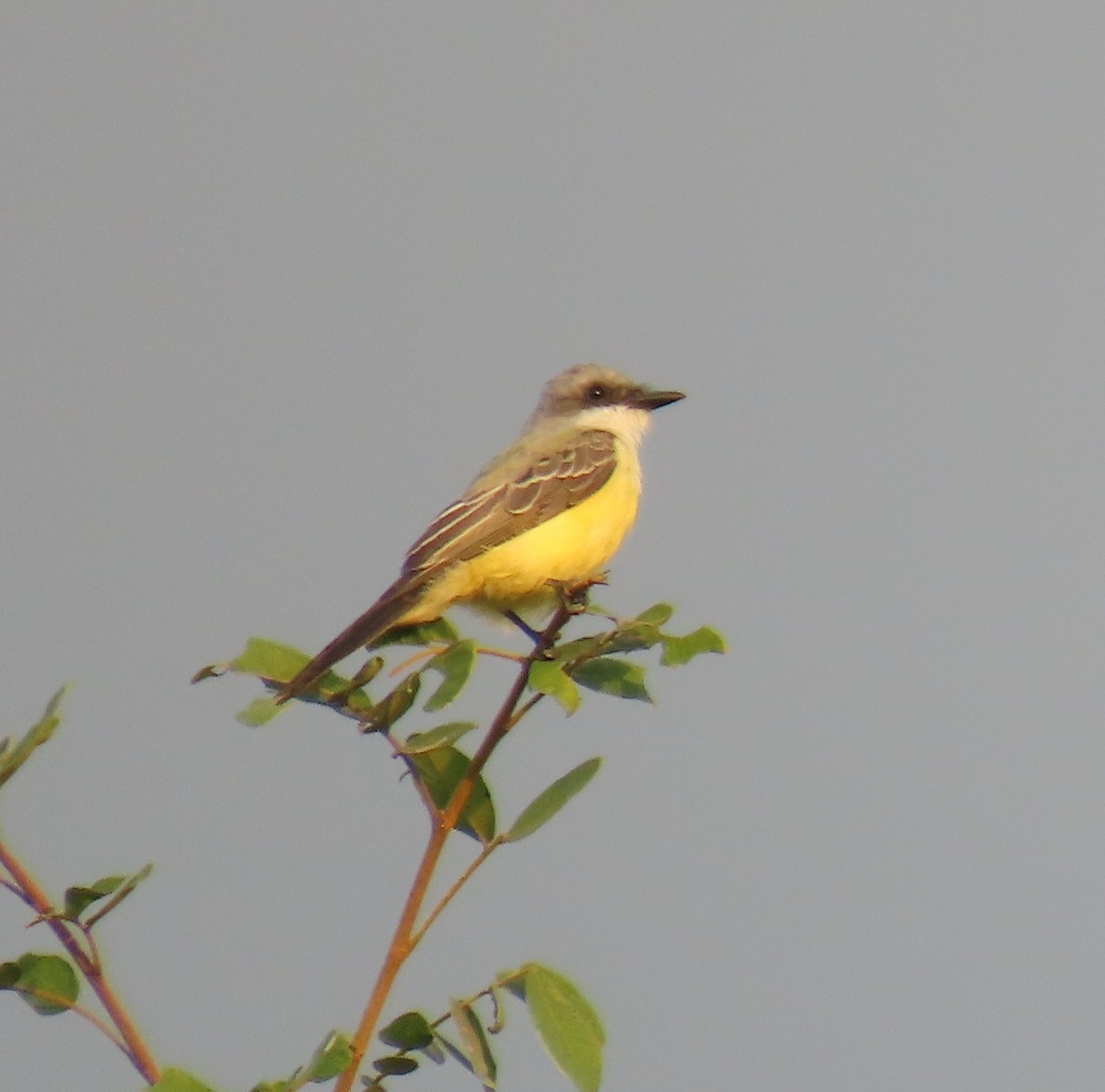 Snowy-throated Kingbird - ML637538649