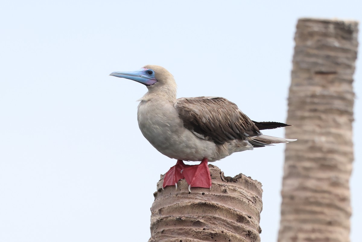 Red-footed Booby - ML637538659