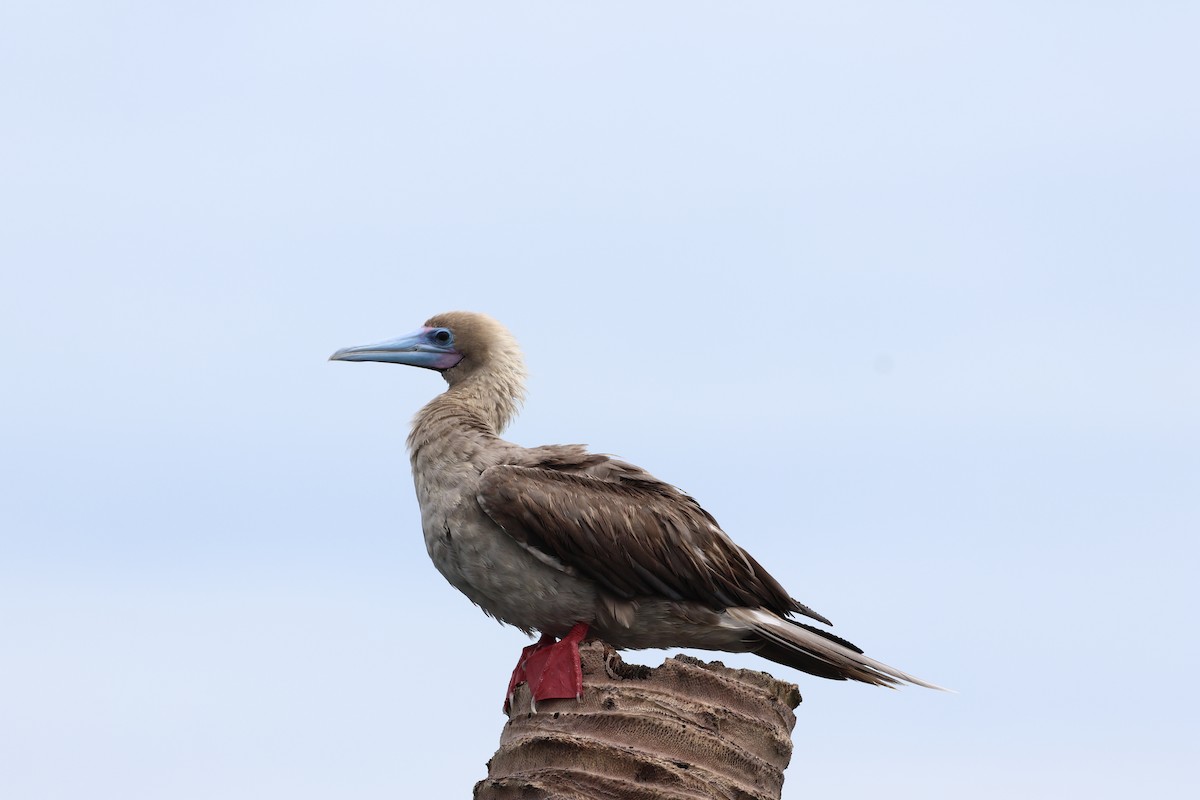 Red-footed Booby - ML637538660