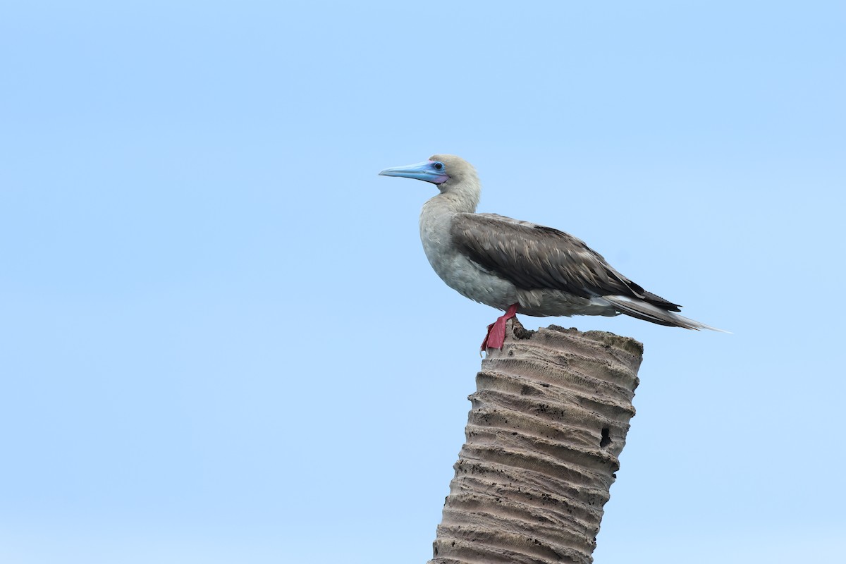 Red-footed Booby - ML637538662