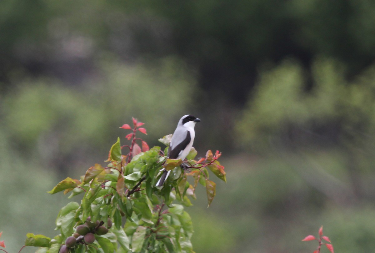Lesser Gray Shrike - ML637538670