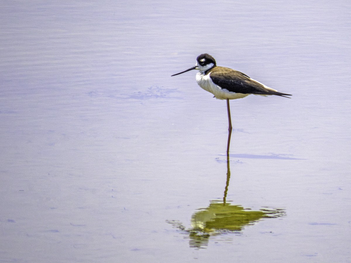 Black-necked Stilt - ML637538717