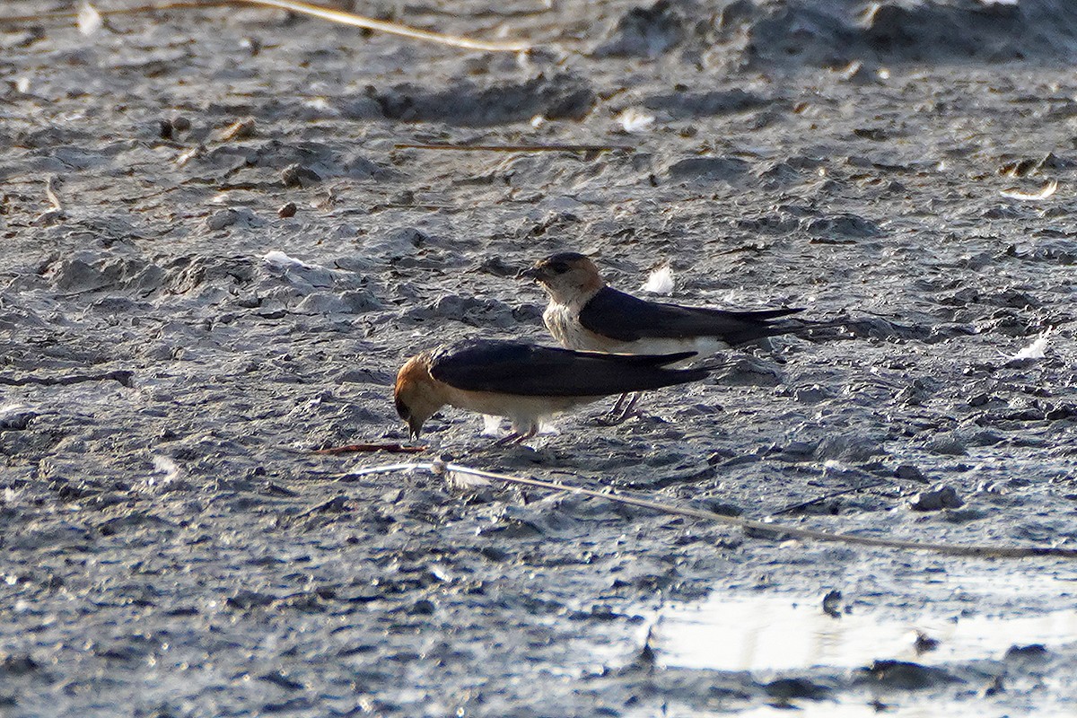 European Red-rumped Swallow - ML637538718