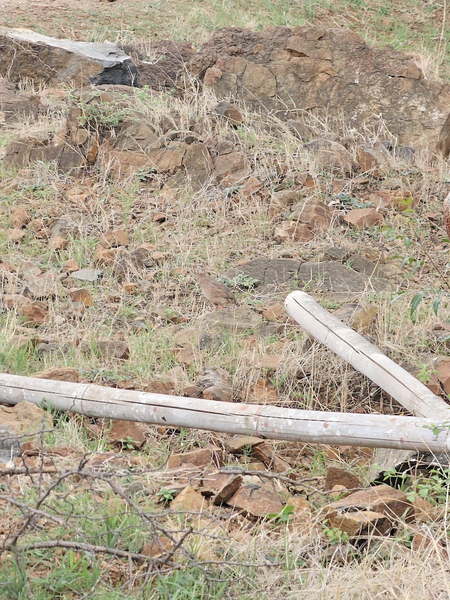 Rock Bush-Quail - ML637538738
