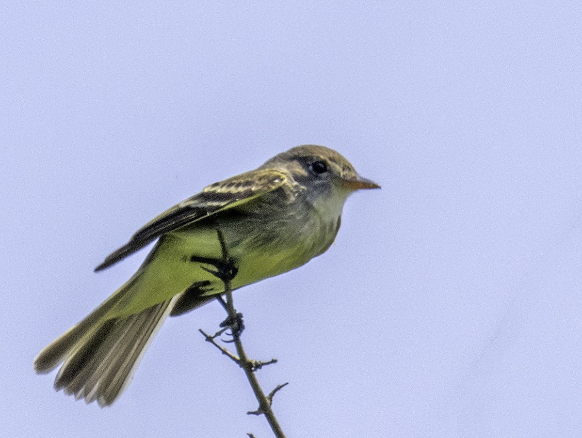 Willow Flycatcher - ML637538752