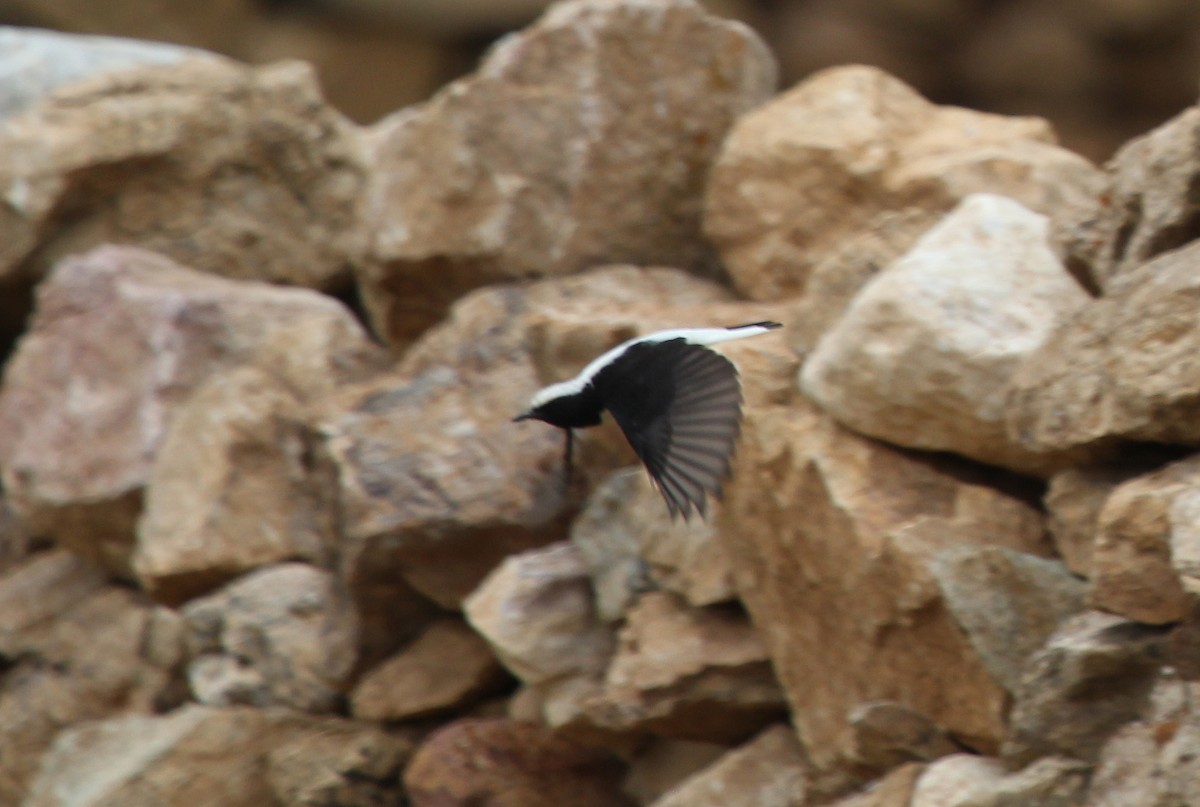 Finsch's Wheatear - ML637538848