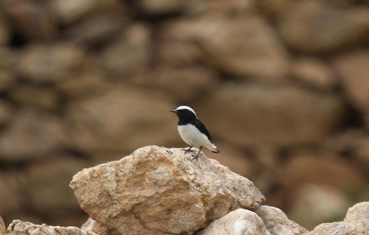 Finsch's Wheatear - ML637538849
