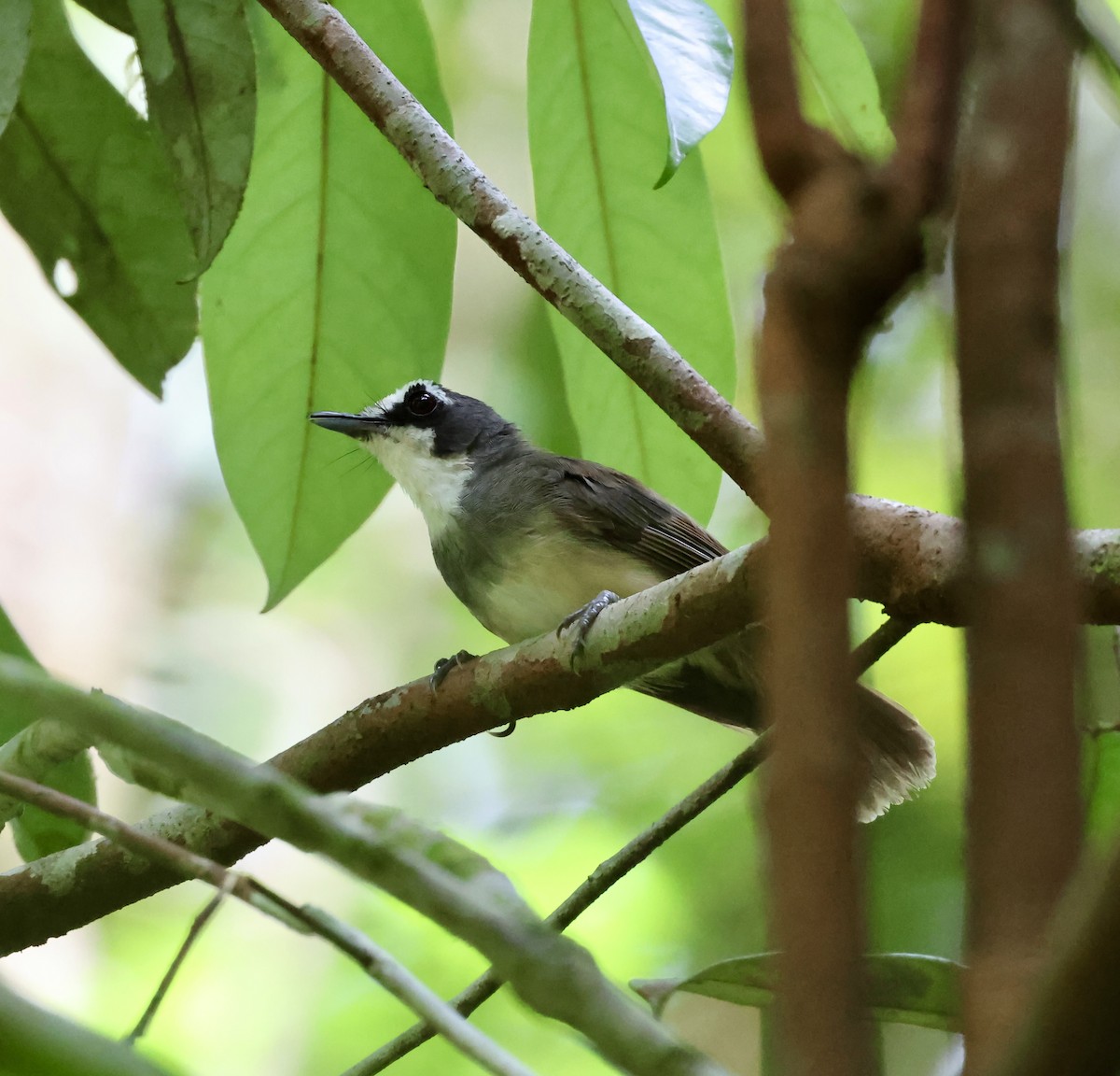 Gray-breasted Babbler - ML637538854