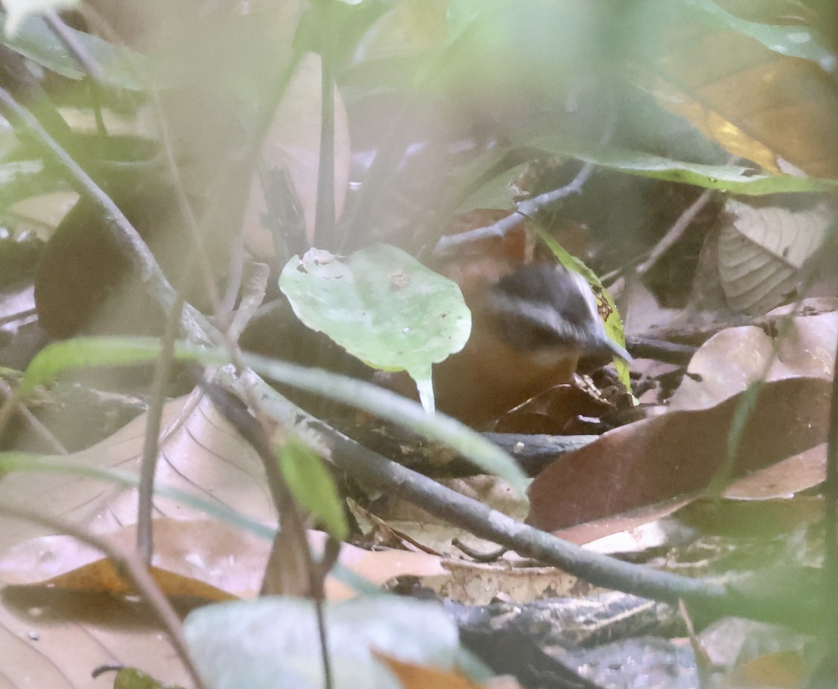 Malayan Black-capped Babbler - ML637538858