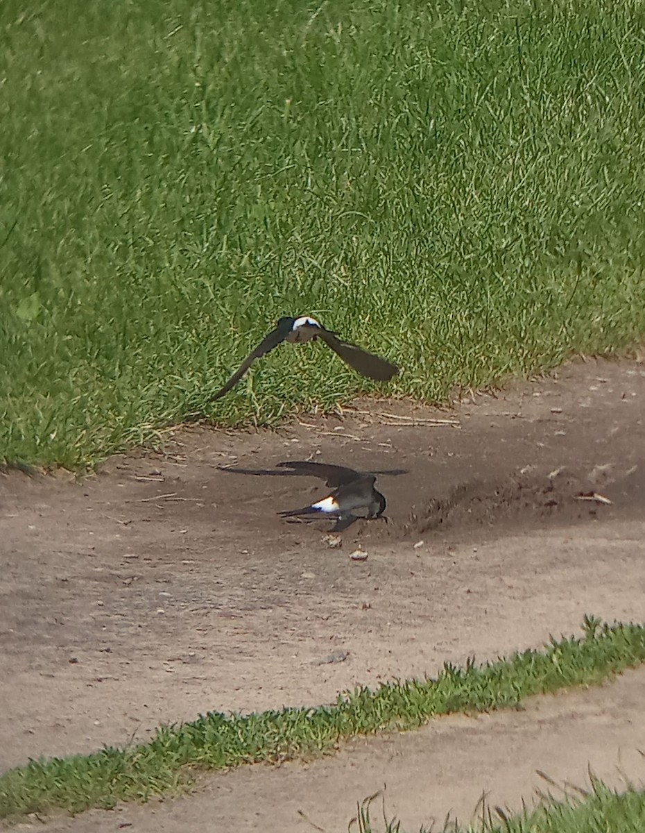 Western House-Martin - ML637538881