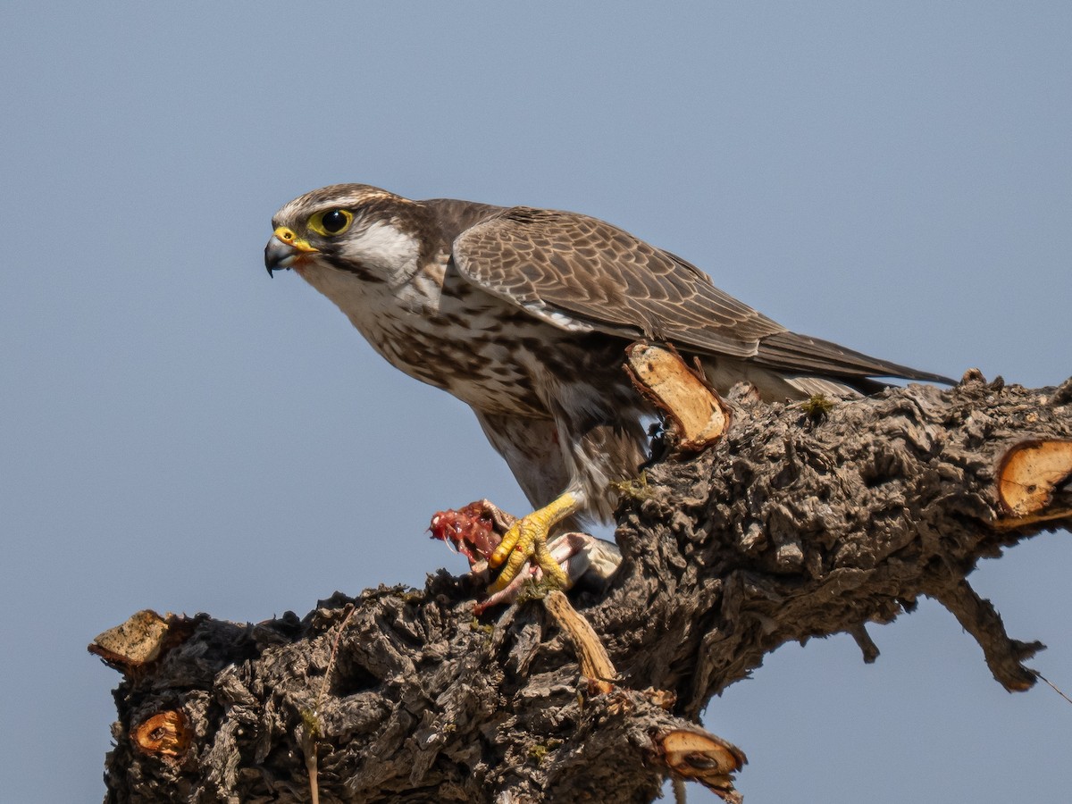 Laggar Falcon - ML637538911