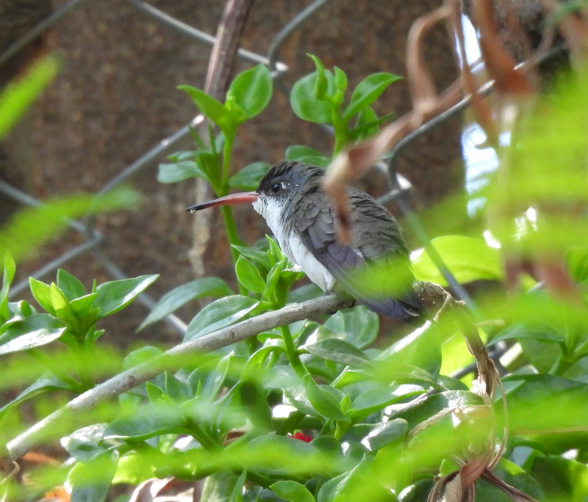 Violet-crowned Hummingbird - ML637538983