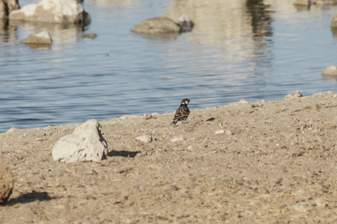 Chestnut-backed Sparrow-Lark - ML637539026