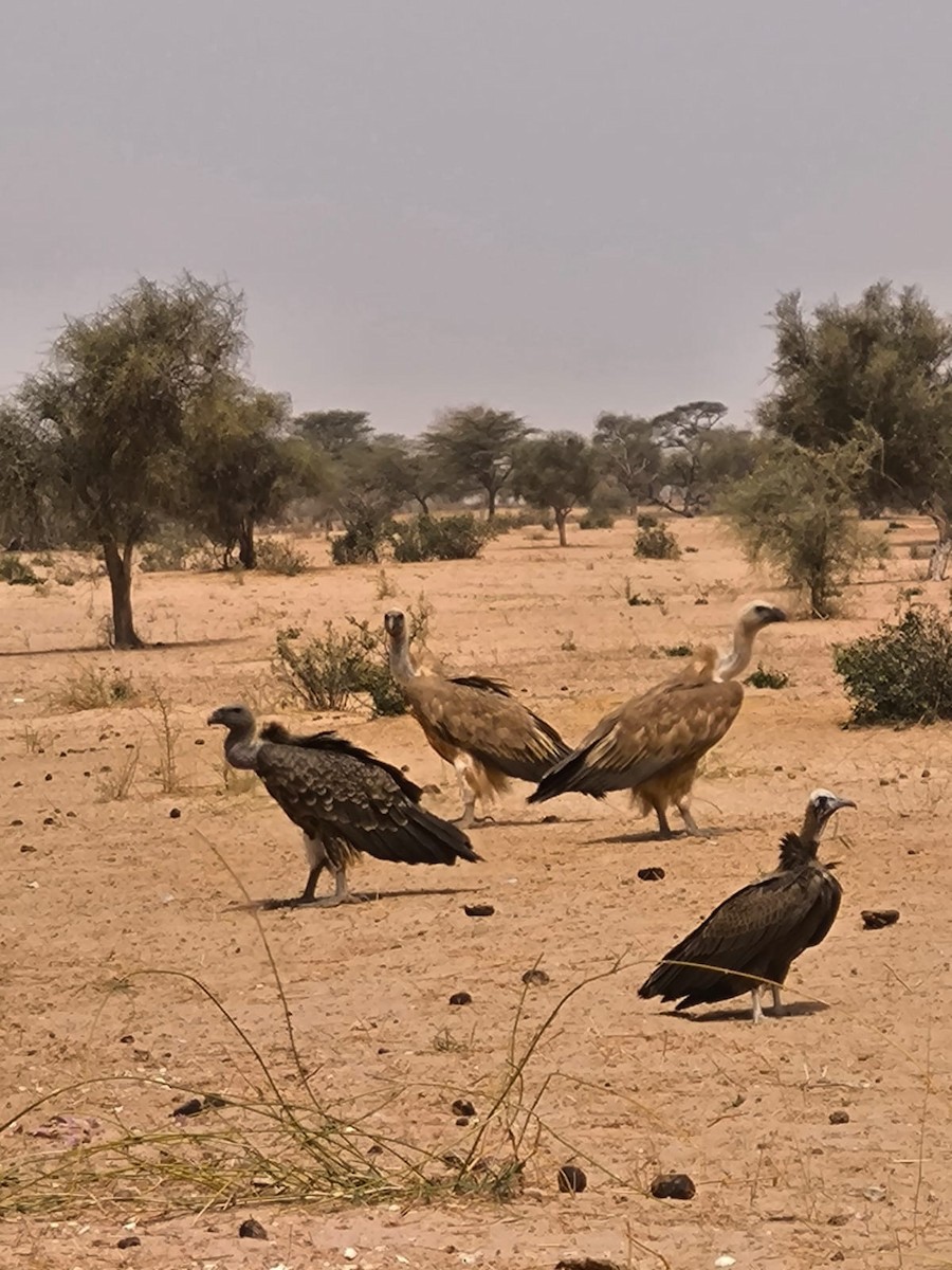 Eurasian Griffon - ML637539035