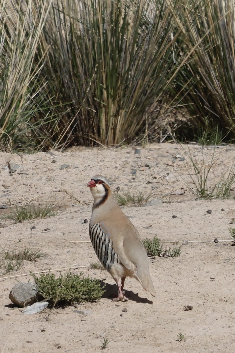 Przevalski's Partridge - ML637539037