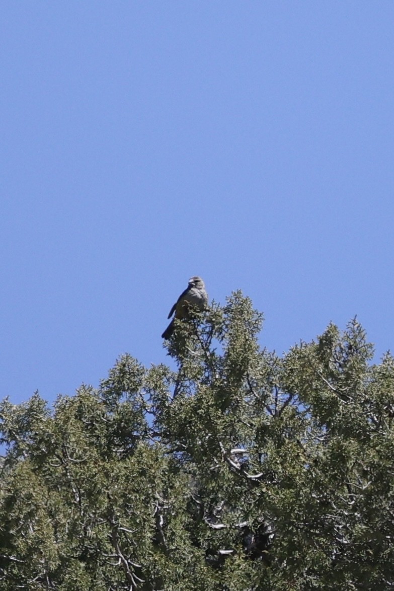 White-winged Grosbeak - ML637539054
