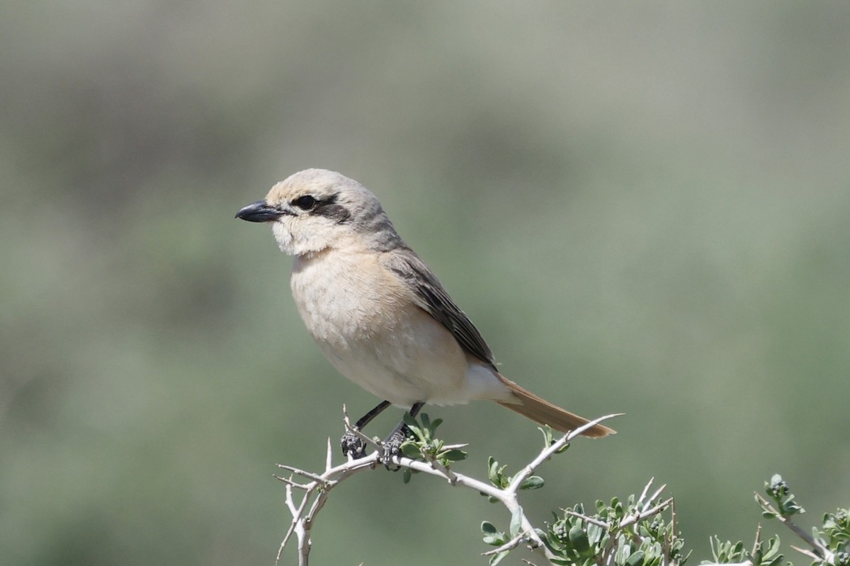 Isabelline Shrike (Chinese) - ML637539065