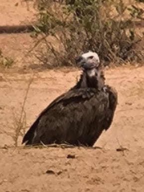 Lappet-faced Vulture - ML637539066