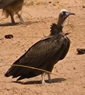 Hooded Vulture - ML637539087