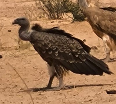 Rüppell's Griffon - ML637539096