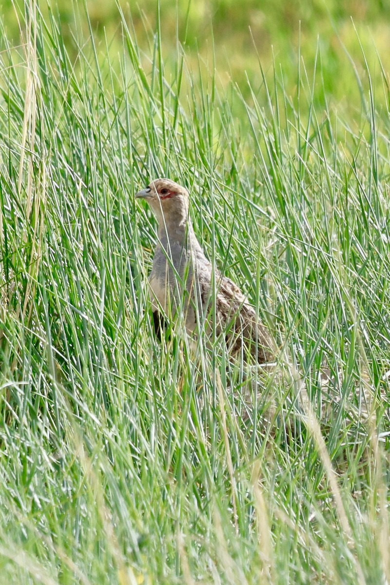 Daurian Partridge - ML637539098