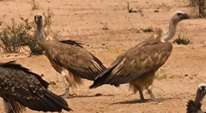 Eurasian Griffon - ML637539106