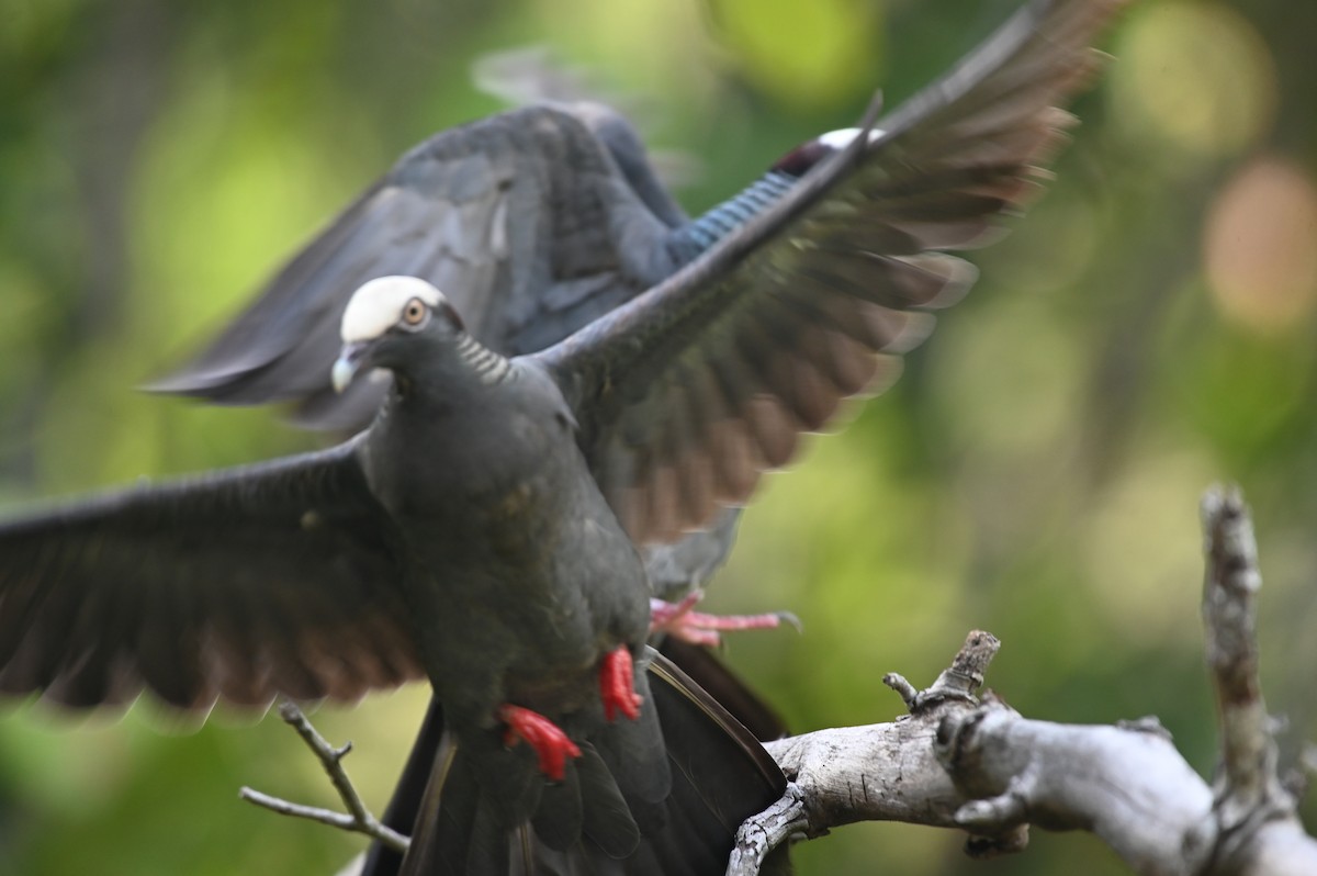 White-crowned Pigeon - ML637539110