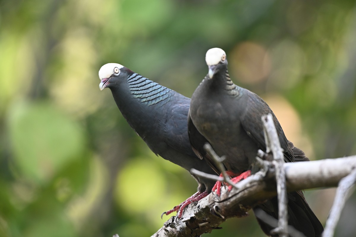 White-crowned Pigeon - ML637539111