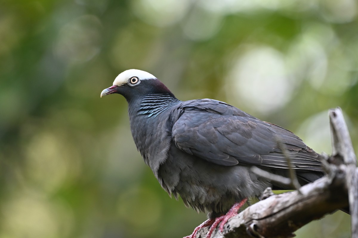 White-crowned Pigeon - ML637539113