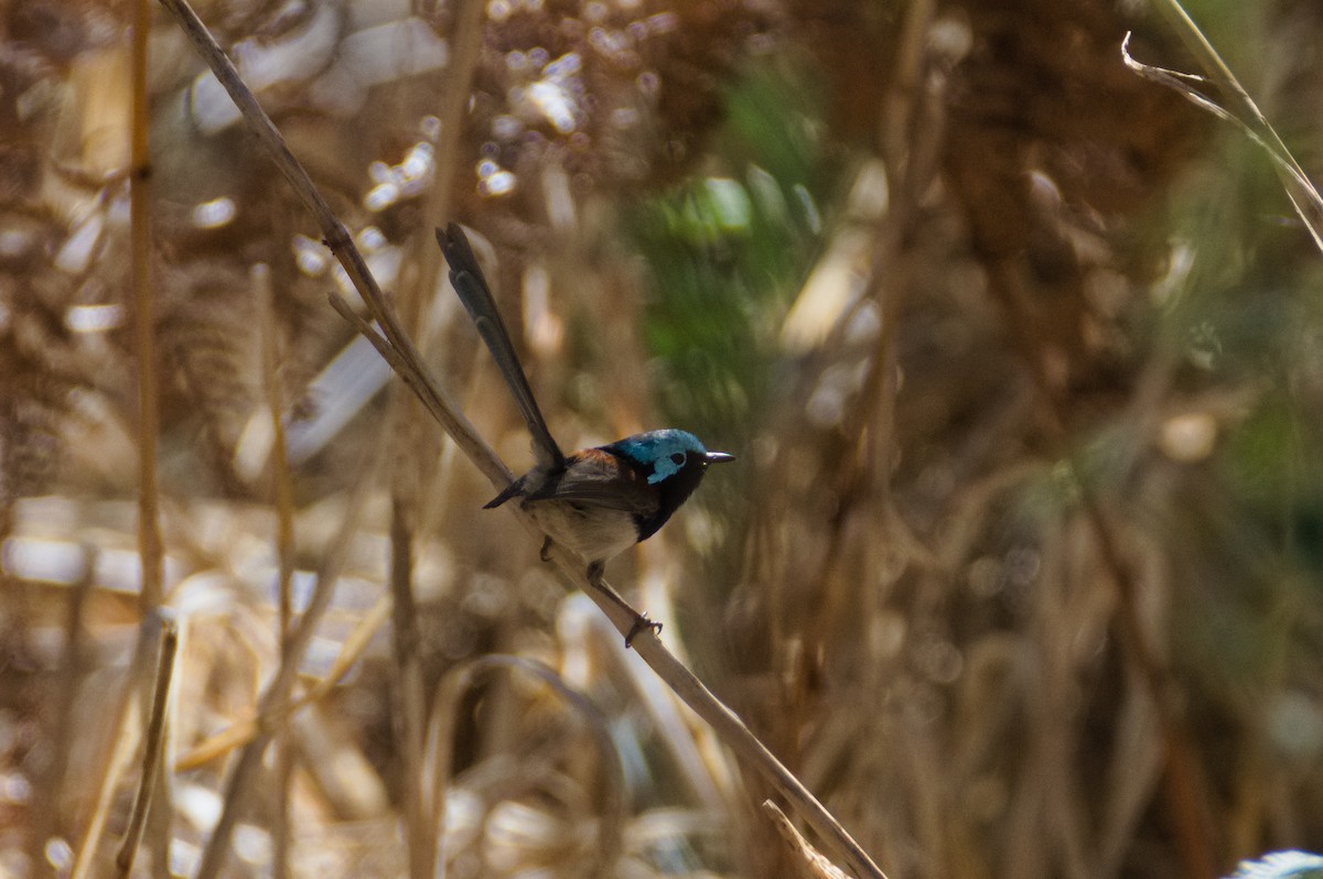 Red-winged Fairywren - ML637539134