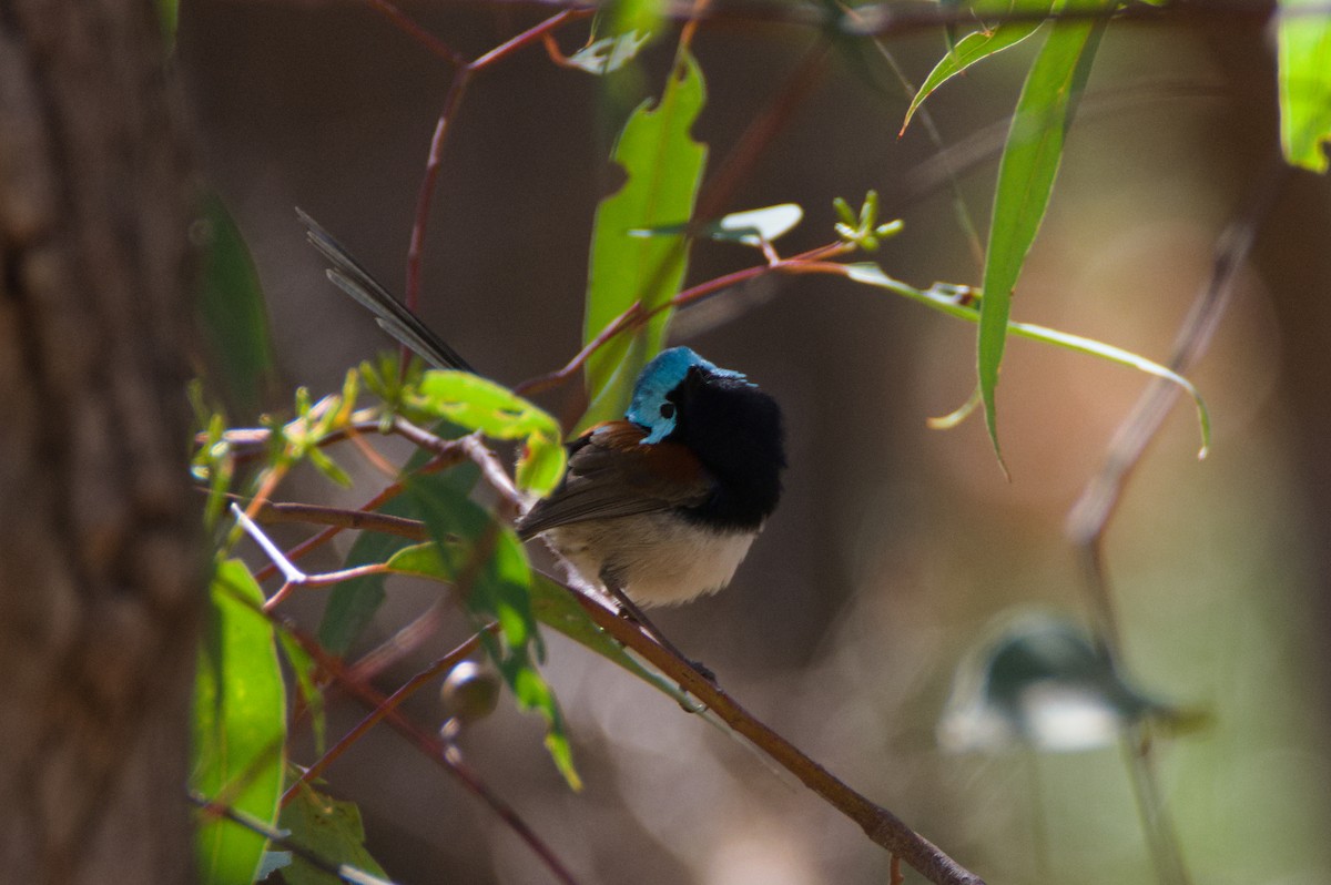 Red-winged Fairywren - ML637539149
