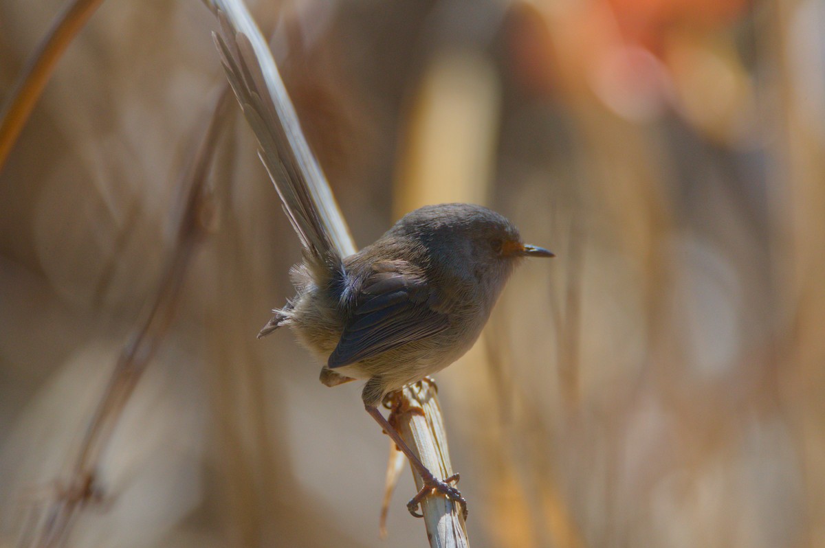 Red-winged Fairywren - ML637539168