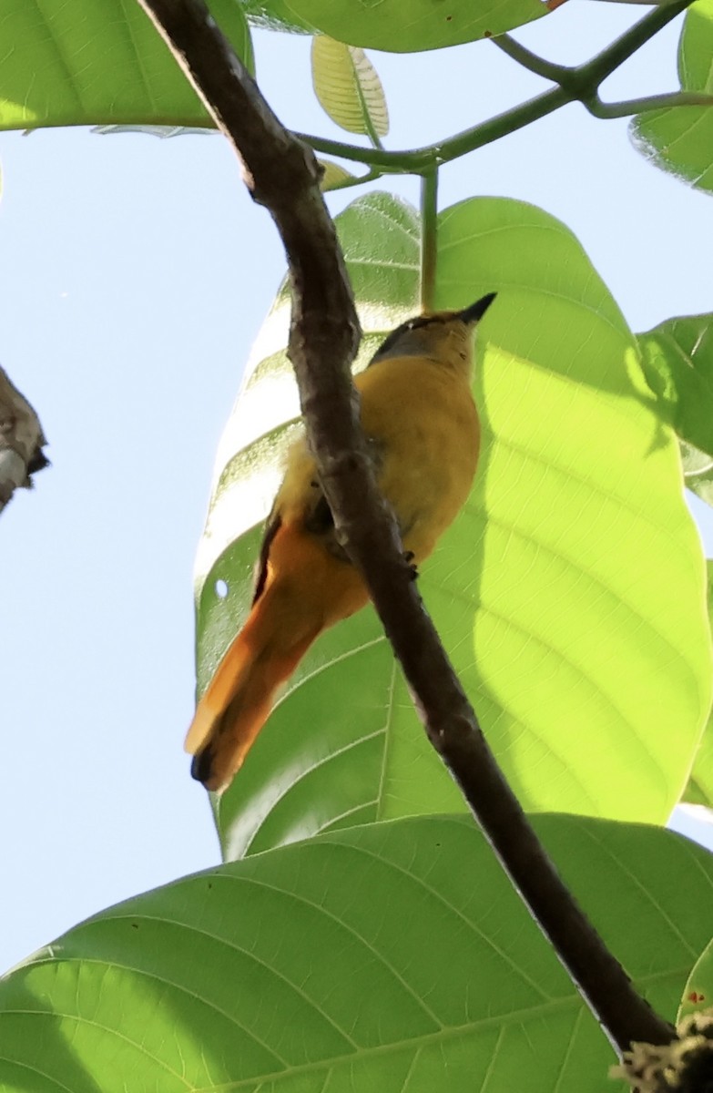 Fiery Minivet - ML637539172