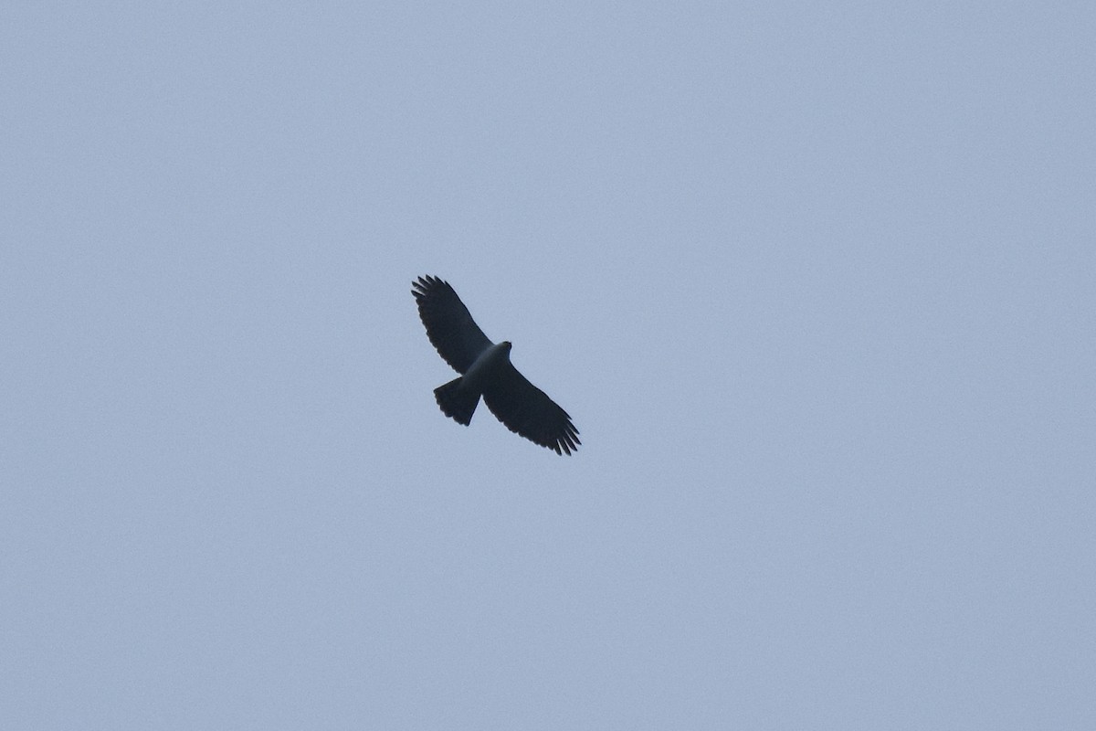 Black-and-white Hawk-Eagle - ML637539195
