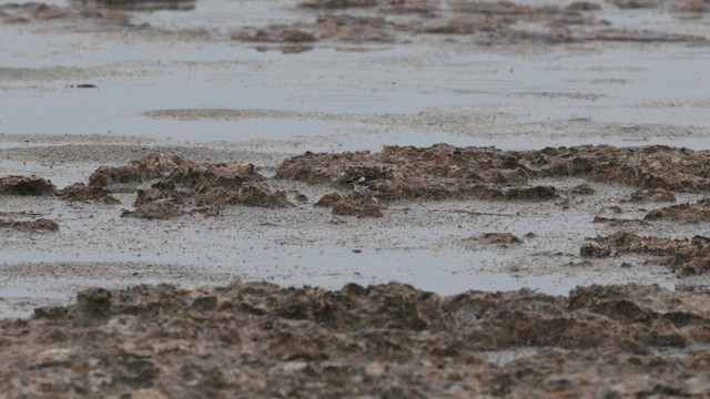 Wilson's Plover - ML637539197