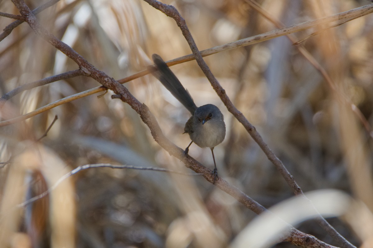 Red-winged Fairywren - ML637539206