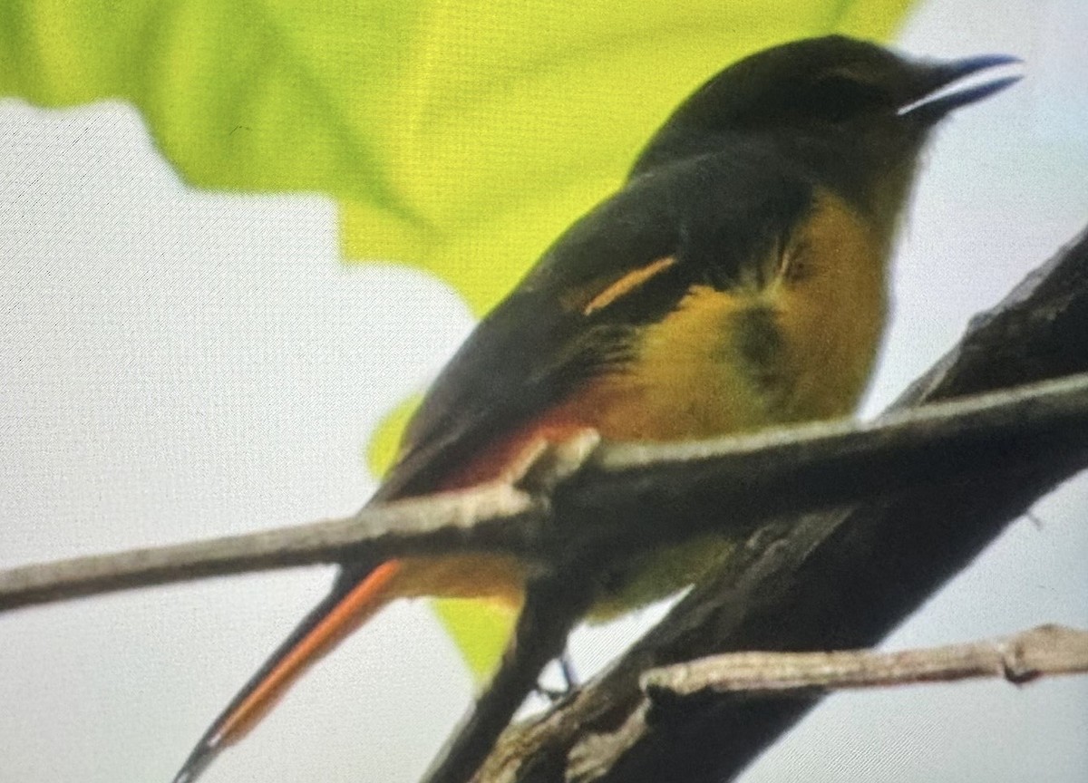 Fiery Minivet - ML637539208