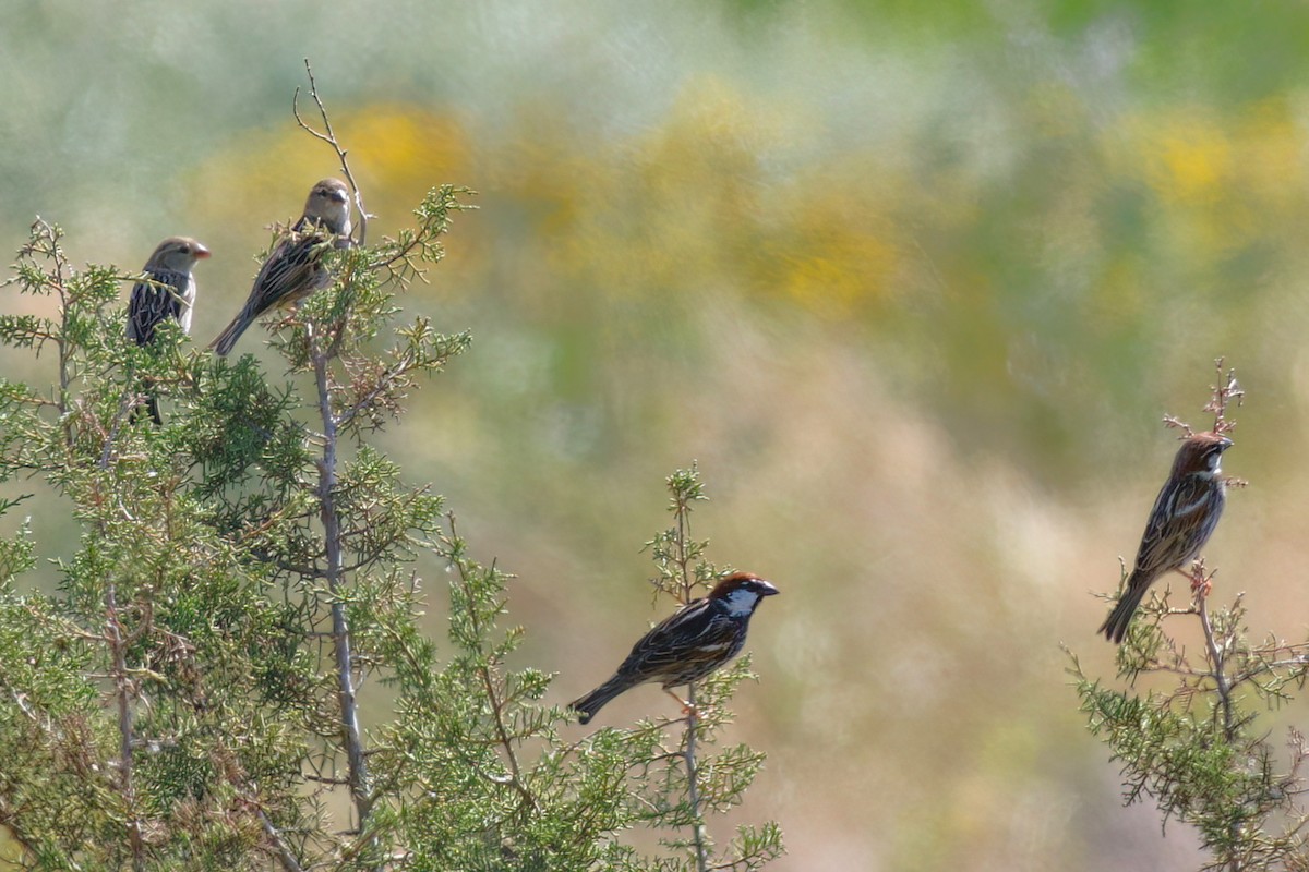Spanish Sparrow - ML637539216