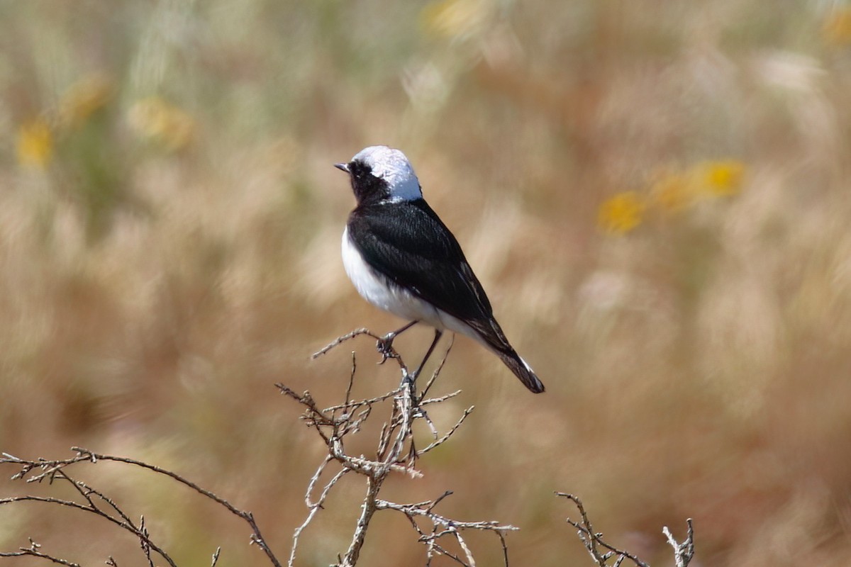 Cyprus Wheatear - ML637539221