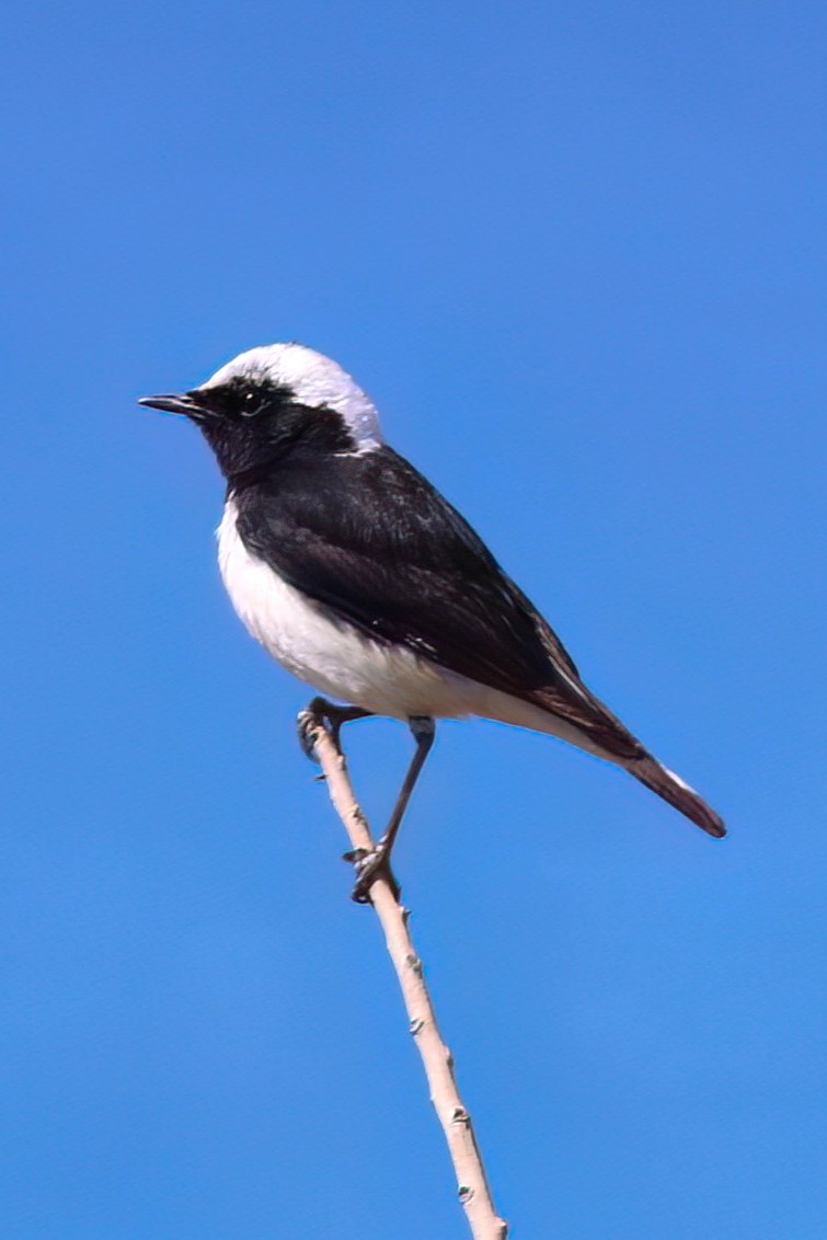Cyprus Wheatear - ML637539222